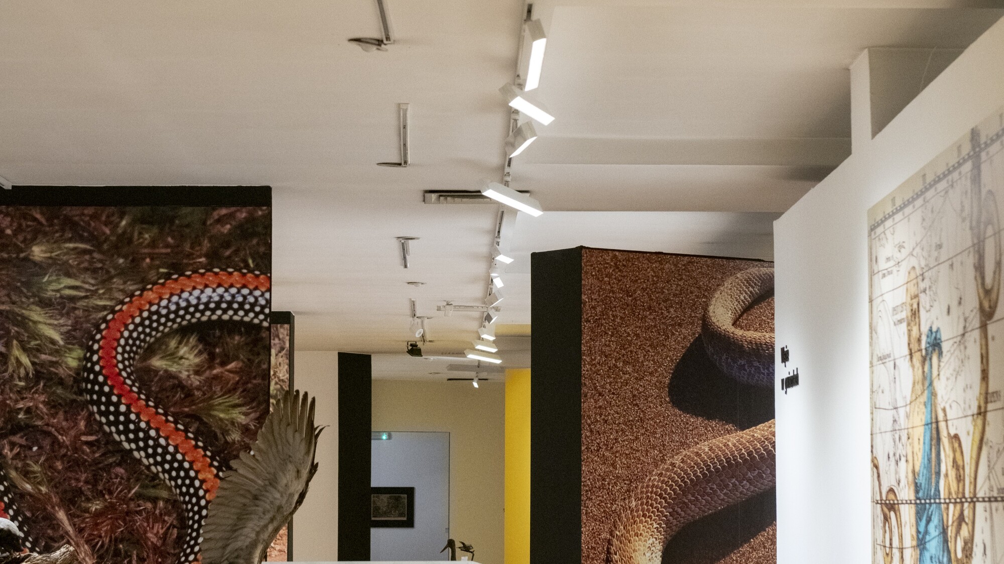 Muzeum Górnośląskie w Bytomiu – wystawa „Zwierzęta przeklęte, wąż” - 1